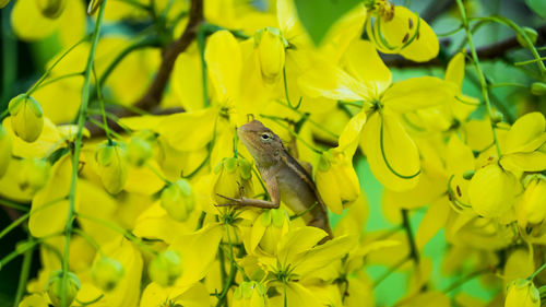 Close-up of lizard on yellow flower