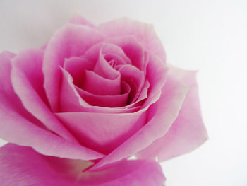 Close-up of pink rose against white background