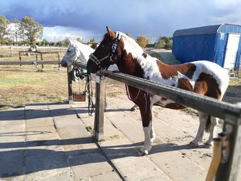Horse cart in ranch