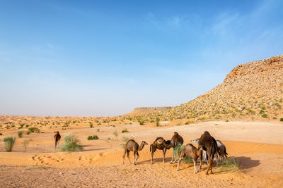 Camels on desert