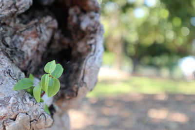 Close-up of plant growing on tree trunk