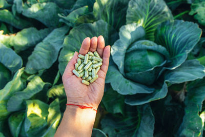 Cropped hand holding green leaves