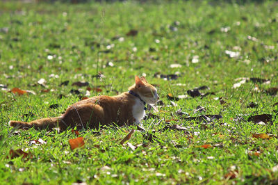Side view of a cat on field