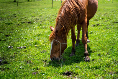 Horse grazing in field