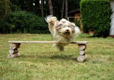 Bearded collie stretching on bench in park