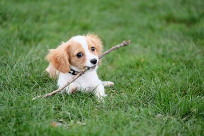 Close-up of dog sitting on grass