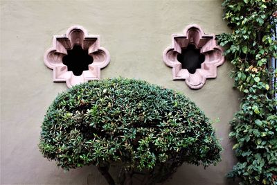 Potted plants on wall