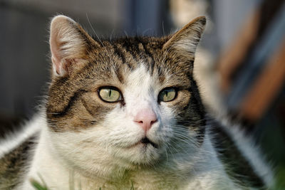 Close-up portrait of a cat