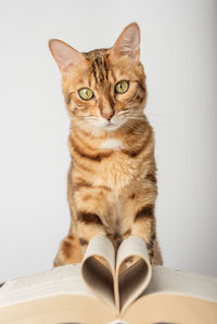 Bengal cat with an open book on a white background. selective focus.