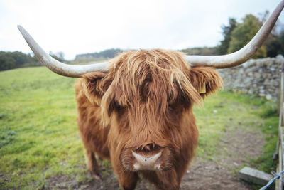 Close-up of cow standing on field against sky