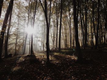 Sunlight streaming through trees in forest