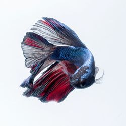 Close-up of fish on white background