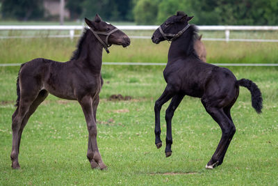 Horse standing on field