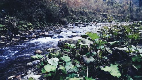 Close-up of stream amidst rocks in forest