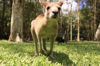 A curious kangaroo looking at the camera.