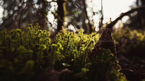 Close-up of moss growing on land