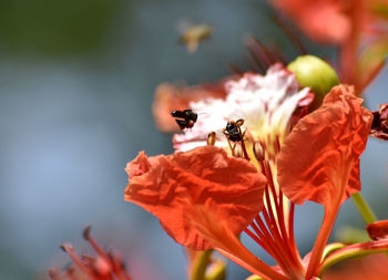 Close-up of bee pollinating on flower