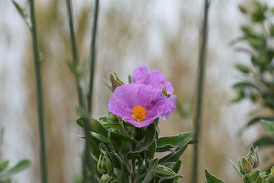 Close-up of pink flowering plant