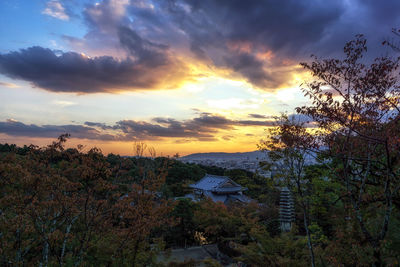 Plants and trees against sky during sunset
