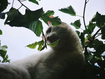 View of cat sitting on branch