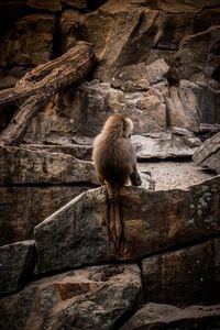 Monkey sitting on rock