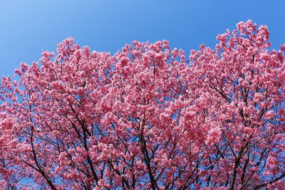 Low angle view of pink flowers against clear blue sky
