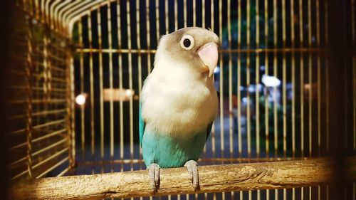 Close-up of parrot perching in cage