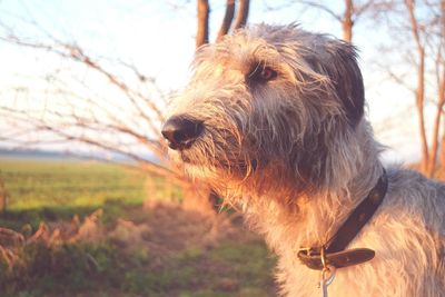 Close-up of dog on field against sky