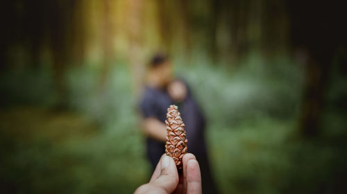 Cropped hand holding pine cone