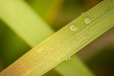 Close-up of raindrops on green leaf