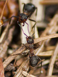 Close-up of insect