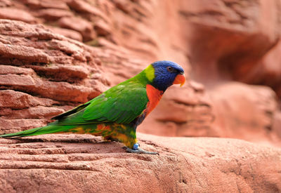 Close-up of parrot perching on rock