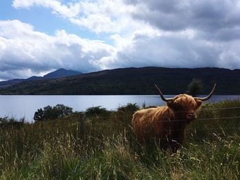 Cow grazing on field against sky