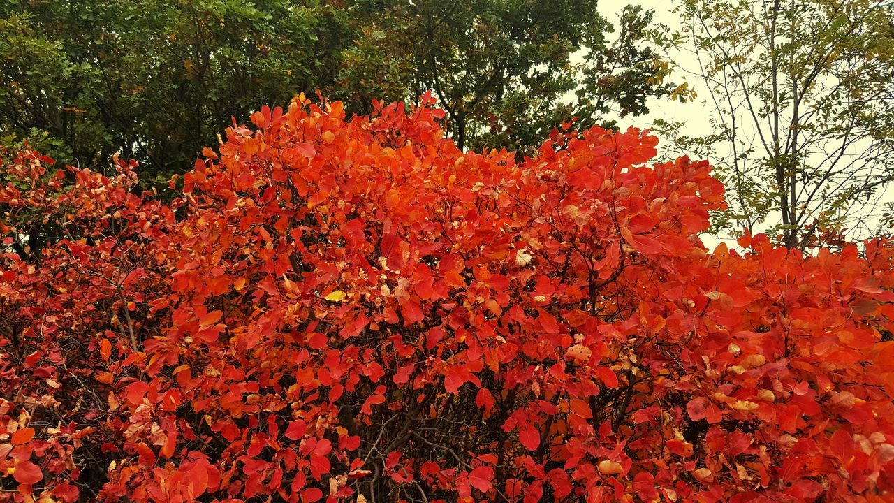 LOW ANGLE VIEW OF ORANGE FLOWERS ON TREE