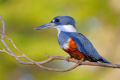 Close-up of bird perching on branch