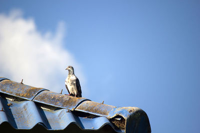 Bird perching on roof against blue sky