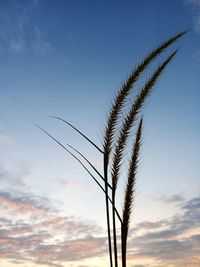 Low angle view of stalks against sky during sunset