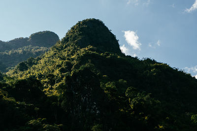 Low angle view of tree mountain against sky