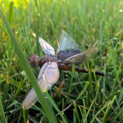 Close-up of insect on plant