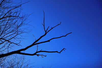 Low angle view of bare tree against clear blue sky