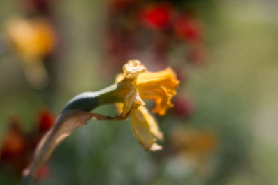 Close-up of wilted rose against blurred background