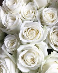 Close-up of white roses
