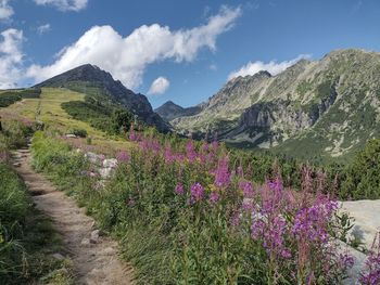 Purple flowering plants by mountains against sky