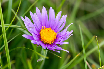 Close-up of purple flower in field