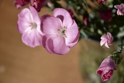 Close-up of pink flowers against gold background