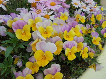 High angle view of purple flowering plants