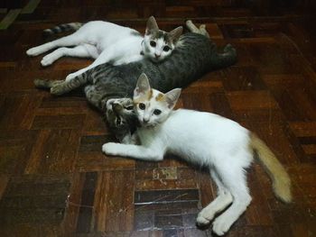 High angle portrait of cat lying on floor