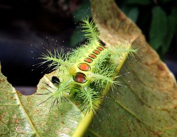 Close-up of hand feeding on leaf