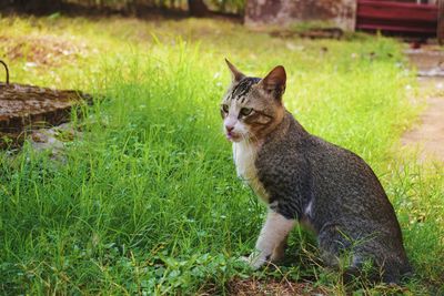 Cat looking away on field