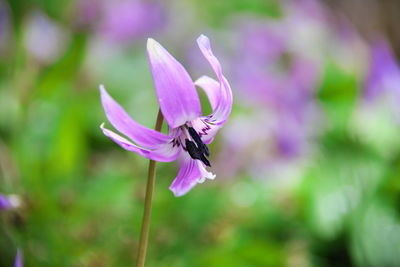 Close-up of insect on purple flower